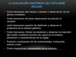 • Corte transverso del cráneo y cerebro y observación de los
plexos coroideos.
• Corte transverso de tórax observando la posición el
corazón.
• corte transverso superior de abdomen y observar la
presencia de la cámara gástrica.
• Corte transverso inferior de abdomen y observar la inserción
del cordón umbilical (número de vasos en el cordón),
dimensión y características de la vejiga.
• Posición y evaluación de las extremidades, incluyendo
manos y pies.
• Corte longitudinal y observación de la columna.
LA EVALUACIÓN ANATÓMICA DEL FETO DEBE
INCLUIR:
 