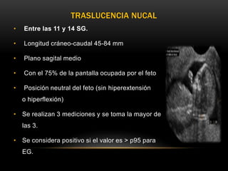 • Entre las 11 y 14 SG.
• Longitud cráneo-caudal 45-84 mm
• Plano sagital medio
• Con el 75% de la pantalla ocupada por el feto
• Posición neutral del feto (sin hiperextensión
o hiperflexión)
• Se realizan 3 mediciones y se toma la mayor de
las 3.
• Se considera positivo si el valor es > p95 para
EG.
TRASLUCENCIA NUCAL
 