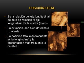 POSICIÓN FETAL
• Es la relación del eje longitudinal
del feto en relación al eje
longitudinal de la madre (útero).
• La situación, sea bien derecha o
izquierda
• La posición fetal mas frecuente
es la longitudinal y la
presentación mas frecuente la
cefálica.
 