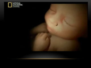 Ecografia en obstetricia