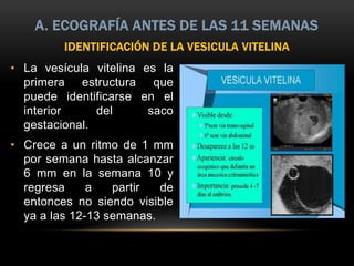 IDENTIFICACIÓN DE LA VESICULA VITELINA
• La vesícula vitelina es la
primera estructura que
puede identificarse en el
interior del saco
gestacional.
• Crece a un ritmo de 1 mm
por semana hasta alcanzar
6 mm en la semana 10 y
regresa a partir de
entonces no siendo visible
ya a las 12-13 semanas.
A. ECOGRAFÍA ANTES DE LAS 11 SEMANAS
 