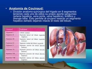 • Anatomía de Couinaud:
– División anatomo-quirúrgica del hígado en 8 segmentos
teniendo cada uno de estos su propio aporte sanguíneo
(arteria hepática, vena porta, vena hepática), linfático y
drenaje biliar. Esto permite al cirujano resecar un segmento
hepático dañado dejando intacto el resto del lóbulo.
 