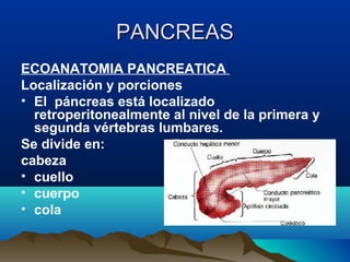 PANCREASPANCREAS
ECOANATOMIA PANCREATICA
Localización y porciones
• El páncreas está localizado
retroperitonealmente al nivel de la primera y
segunda vértebras lumbares.
Se divide en:
cabeza
• cuello
• cuerpo
• cola
 