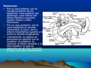 Relaciones:
• Por su cara anterior: con la
cavidad posterior de los
epiplones, cara posterior del
estómago, cara inferior del
lóbulo hepático izquierdo,
epiplon mayor y colon
transverso.
• Por su cara posterior: con la
vena esplénica en sentido
transversal, la cava, vena y
arteria mesentérica superior y la
aorta en sentido longitudinal.
• Lateralmente, la cabeza se
encuentra en relación con el
duodeno, el colédoco, la
vesícula, el lóbulo caudado y el
hilio hepático; la cola se
relaciona con el riñón izquierdo,
el bazo y el colon descendente.
 
