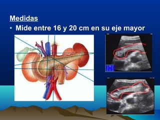 Medidas
• Mide entre 16 y 20 cm en su eje mayor
 