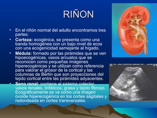 RIÑONRIÑON
• En el riñón normal del adulto encontramos tres
partes:
• Corteza: ecogénica, se presenta como una
banda homogénea con un bajo nivel de ecos
con una ecogenicidad semejante al hígado.
• Médula: formado por las pirámides que se ven
hipoecogénicas, vasos arcuatos que se
reconocen como pequeñas imágenes
hiperecogénicas y se utilizan como referencia
para valorar el grosor de la cortical y las
columnas de Bertin que son proyecciones del
tejido cortical entre las pirámides adyacentes.
• Seno renal: contiene el sistema colector,
vasos renales, linfáticos, grasa y tejido fibroso.
Ecográficamente se ve como una imagen
ovoide hiperecogénica en los cortes sagitales y
redondeada en cortes transversales.
 