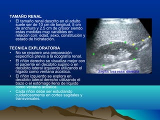 TAMAÑO RENAL
• El tamaño renal descrito en el adulto
suele ser de 10 cm de longitud, 5 cm
de anchura y 2.5 cm de grosor siendo
estas medidas muy variables en
relación con: edad, sexo, constitución y
estado de hidratación.
TECNICA EXPLORATORIA
• No se requiere una preparación
específica previa a la ecografía renal.
• El riñón derecho se visualiza mejor con
el paciente en decúbito supino o en
decúbito lateral izquierdo utilizando el
hígado como ventana acústica.
• El riñón izquierdo se explora en
decúbito lateral derecho utilizando el
bazo o el estómago lleno de líquido
como ventana acústica.
• Cada riñón debe ser estudiando
cuidadosamente en cortes sagitales y
transversales.
 