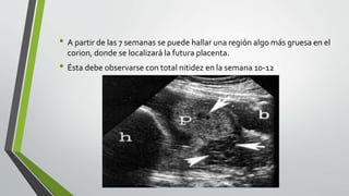 • A partir de las 7 semanas se puede hallar una región algo más gruesa en el
corion, donde se localizará la futura placenta.
• Ésta debe observarse con total nitidez en la semana 10-12
 