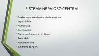 SISTEMA NERVIOSO CENTRAL
• Son las terceras en frecuencia de aparición.
• Espina bífida.
• Anencefalia.
• Encefalocele.
• Quistes de los plexos coroideos.
• Exencefalia.
• Hidranencefalia.
• Síndrome de Apert.
 
