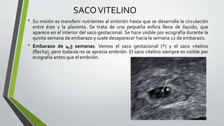 SACOVITELINO
• Su misión es transferir nutrientes al embrión hasta que se desarrolla la circulación
entre éste y la placenta. Se trata de una pequeña esfera llena de líquido, que
aparece en el interior del saco gestacional. Se hace visible por ecografía durante la
quinta semana de embarazo y suele desaparecer hacia la semana 12 de embarazo.
• Embarazo de 4,5 semanas. Vemos el saco gestacional (*) y el saco vitelino
(flecha), pero todavía no se aprecia embrión. El saco vitelino siempre es visible por
ecografía antes que el embrión.
 