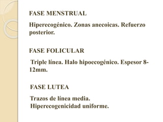 FASE MENSTRUAL 
Hiperecogénico. Zonas anecoicas. Refuerzo 
posterior. 
FASE FOLICULAR 
Triple línea. Halo hipoecogénico. Espesor 8- 
12mm. 
FASE LUTEA 
Trazos de línea media. 
Hiperecogenicidad uniforme. 
 
