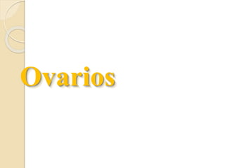 Ovarios 
 