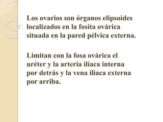 Los ovarios son órganos elipsoides 
localizados en la fosita ovárica 
situada en la pared pélvica externa. 
Limitan con la fosa ovárica el 
uréter y la arteria ilíaca interna 
por detrás y la vena iliaca externa 
por arriba. 
 