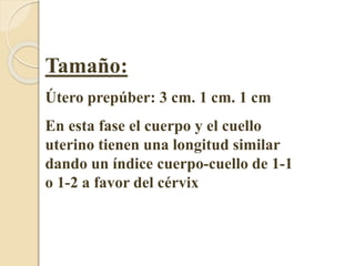 Tamaño: 
Útero prepúber: 3 cm. 1 cm. 1 cm 
En esta fase el cuerpo y el cuello 
uterino tienen una longitud similar 
dando un índice cuerpo-cuello de 1-1 
o 1-2 a favor del cérvix 
 