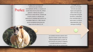Preñez
El seguimiento del desarrollo
embrionario para detectar
anormalidades del feto, su muerte o el
sexado fetal entre los días 58 y 100 de
gestación. Además de ayudar a
determinar la edad del feto, el latido del
corazón puede ser utilizado para
determinar la viabilidad del embrión y la
mortalidad. (Beal et al., 1992) informó
que la mortalidad embrionaria fue
mayor entre los días 25 y 45
Los cambios de textura dentro de la
placenta también pueden detectarse
ultrasonograficamente, ya partir de
las 8 semanas de preñez en adelante
es posible identificar los cambios
molares dentro del saco gestacional (
La imagen que se
aprecia en el monitor
es la de unas zonas
negras (anecogénicas)
dentro del útero, que
corresponden al líquido
amniótico y alantoideo.
A los veintisiete días y a
veces antes, si se busca
detenidamente, ya se
distingue el embrión
 