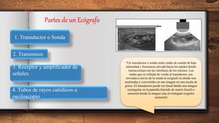 Partes de un Ecógrafo
1. Transductor o Sonda
2. Transmisor.
3. Receptor y amplificador de
señales.
.
4. Tubos de rayos catódicos u
osciloscopio
.
“Un transductor o sonda emite ondas de sonido de baja
intensidad y frecuencia elevada hacia los tejidos donde
interaccionan con las interfases de los mismos. Las
ondas que se reflejan de vuelta al transductor, son
enviadas a través de la sonda al ecógrafo en donde son
analizadas y convertidas en una imagen en una escala de
grises. El transductor puede ser lineal dando una imagen
rectangular en la pantalla (barrido de matriz lineal) o
sensorial donde la imagen esta en triángulo (registro
sensorial)
 