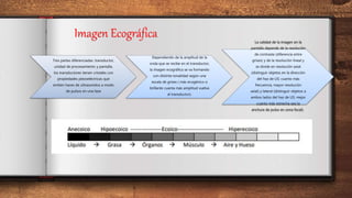 Tres partes diferenciadas: transductor,
unidad de procesamiento y pantalla.
los transductores tienen cristales con
propiedades piezoeléctricas que
emiten haces de ultrasonidos a modo
de pulsos en una fase
Dependiendo de la amplitud de la
onda que se recibe en el transductor,
la imagen ecográfica se va formando
con distinta tonalidad según una
escala de grises ( más ecogénico o
brillante cuanta más amplitud vuelva
al transductor).
La calidad de la imagen en la
pantalla depende de la resolución
de contraste (diferencia entre
grises) y de la resolución lineal y
se divide en resolución axial
(distinguir objetos en la dirección
del haz de US: cuanto más
frecuencia, mayor resolución
axial) y lateral (distinguir objetos a
ambos lados del haz de US: mejor
cuanto más estrecha sea la
anchura de pulso en zona focal).
Imagen Ecográfica
 