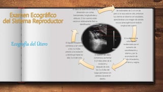 Ecografía del Útero
mediante la visualización en la pantalla
de redondeles de 2 a 4 cm de
pero si la vaca está en celo, entonces
luz uterina se observa con exudados,
apreciándose una imágen de estrella
oscura (anecogénica) en toda la
longitud del cuerno
El incremento de
volumen es
evidenciado por el
aumento de
vasodilatación y
edema y por la
acumulación de
líquido intrauterino,
en el cérvix y vagina.
El espesor del útero
comienza a aumentar
3 a 4 días antes de la
ovulación y
después de esta
los 3 a 4 días del
luego permanece sin
cambios durante el
diestro.
El líquido intrauterino
comienza a ser visible
a los 3 a 4 días
previos a la ovulación
y disminuye hasta los
días 3 a 6 del ciclo
El útero se examina en toda su
dimensión con cortes
transversales, longitudinales y
oblicuos. Si los cuernos están
vacíos es relativamente fàcil su
identificación
 