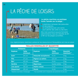 14
La pêche de loisirs
La pêche maritime se pratique
toute l’année sur la plage :
à pied pour ramasser des palourdes
et des pignons,
en surfcasting avec une canne
pour pêcher des soles ou des bars.
Elle n’est soumise à aucune formalité
administrative mais est interdite de 9h
à 19h sur les plages surveillées.
TAILLES MINIMALES ET QUANTITÉ
Poissons Coquillages
Espèces Taille
minimum
Espèces Taille
minimum
Quantité
maximum**
Sole* 24 cm Palourde européenne 4 cm 3 kg
Plie 27 cm Pignon ou telline 2,5 cm 2 kg
Bar* 42 cm Coque 3 cm 3 kg
Sardine 11 cm Bigorneau toutes tailles 3 kg
Lieu jaune* 30 cm Huître creuse 5 cm 3 douzaines
Maquereau* 20 cm Moule 4 cm 5 kg
*Espèces soumises à marquage. **Les quantités sont à respecter par personne et par jour.
Une réglementation destinée à préserver les ressources et l’écosystème est mise en place.
 
