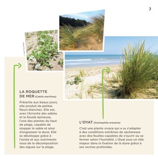 7
LA ROQUETTE
DE MER (Cakile maritima)
Présente aux beaux jours,
elle produit de petites
ﬂeurs blanches. Elle est,
avec l’Arroche des sables
et la Soude épineuse,
l’une des plantes du haut
de plage, capable de
stopper le sable et ainsi
d’engraisser la dune. Elle
se développe grâce à
l’azote et aux nutriments
issus de la décomposition
des algues sur la plage.
L’OYAT (Ammophila arenaria)
C’est une plante vivace qui a su s’adapter
à des conditions extrêmes de sécheresse
avec des feuilles capables de s’ouvrir ou se
fermer selon l’humidité. L’Oyat joue un rôle
majeur dans la ﬁxation de la dune grâce à
ses racines profondes.
©Jean-GuyRobin
 