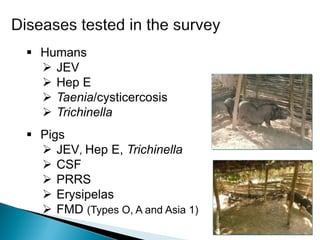 A participatory Ecohealth study of smallholder pig system in upland and lowland of Lao PDR