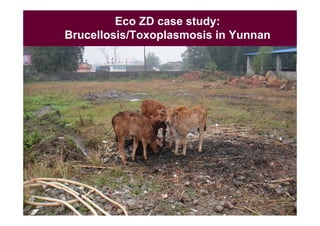 EcoHealth capacity building and applied research: Challenges and lessons learnt from ILRI EcoZD