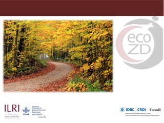 Integration of quantitative and qualitative research: Observations from a multi-country ecohealth study