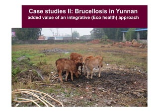 EcoHealth–One Health capacity building at Chiang Mai University and in the region: Experiences and challenges