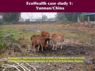 Ecohealth perspectives: From Ecohealth theory to practice (case studies)