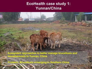 Ecohealth and One Health research in Southeast Asia: Examples, challenges, successes and outlook