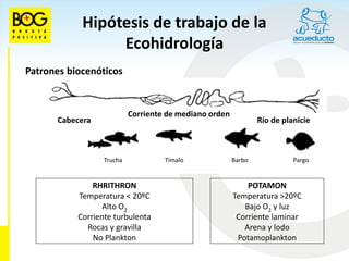 Hipótesis de trabajo de la
                 Ecohidrología
Patrones biocenóticos


                           Corriente de mediano orden
      Cabecera                                                  Río de planicie



                  Trucha            Tímalo              Barbo             Pargo


               RHRITHRON                                    POTAMON
           Temperatura < 20ºC                           Temperatura >20ºC
                 Alto O2                                   Bajo O2 y luz
           Corriente turbulenta                          Corriente laminar
             Rocas y gravilla                              Arena y lodo
               No Plankton                               Potamoplankton
 