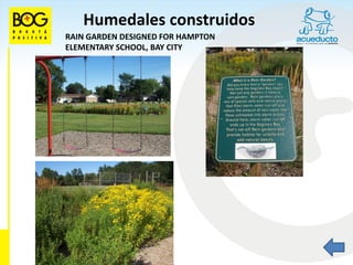 Humedales construidos
RAIN GARDEN DESIGNED FOR HAMPTON
ELEMENTARY SCHOOL, BAY CITY
 