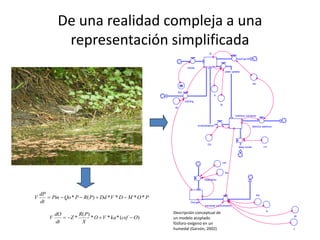 De una realidad compleja a una
             representación simplificada
                                                                                          N
                                                                                                                     ouf low


                                                                      inf low
                                                                                                           plant uptake



                                                                                                                                    Qo


                                                              Nin
                                                                                                 P

                                                                    settling
                                                                                                     B
                                                          M


                                                                                                                   Detritus nutrients


                                                                                mineralization                                      detritus washout




                                                                                        Dd
                                                                                                                      deep burial             vd




                                                                                                         csf


                                                                                                           Ka

                                                                                     reaeration




    dP
        Pin  Qo * P  R( P)  Dd * V * D  M * O * P
                                                                                                                                         Kd
V
    dt                                                                   Oxy gen
                                                                                      bacterial consumption

                                                                                                                                               X
          dO        R( P)                                Descripción conceptual de
        V     Z *       * O  V * ka * (csf  O)       un modelo acoplado                                                                            W

          dt         X                                   fósforo-oxígeno en un
                                                         humedal (Garzón, 2002)                                                                        J
 