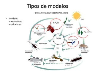Tipos de modelos
                                     CADENA TRÓFICA DE UN ECOSISTEMA DE ARROYO


•   Modelos
    mecanísticos:
                                                                 CPOM
    explicatorios


                                                                                                       Algas epilíticas
                                    Microorganismos
                                        Hongos

                                                                      DOM        microorganismos

                                            Floculación

                                                                      FPOM

                    Invertebrados                                                                  Invertebrados
                    trituradores                                                                   raspadores




                                                          Invertebrados
                                                          colectores
                                    Vertebrados                              Invertebrados
                                    predadores                               predadores
 