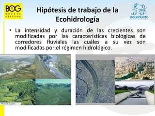 Hipótesis de trabajo de la
               Ecohidrología
• La intensidad y duración de las crecientes son
  modificadas por las características biológicas de
  corredores fluviales las cuáles a su vez son
  modificadas por el régimen hidrológico.
 