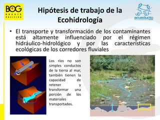 Hipótesis de trabajo de la
               Ecohidrología
• El transporte y transformación de los contaminantes
  está altamente influenciado por el régimen
  hidráulico-hidrológico y por las características
  ecológicas de los corredores fluviales
              Los ríos no son
              simples conductos
              de la tierra al mar,
              también tienen la
              capacidad        de
              retener           y
              transformar     una
              porción de los
              materiales
              transportados.
 