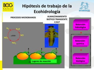 Hipótesis de trabajo de la
              Ecohidrología
PROCESOS MICROBIANOS           ALMACENAMIENTO
                              BIOTICO TRANSIENTE
                                     C:N:P
                                                   Retención
                                                   hidrológica




                                                   Retención
                                                    química




                                                   Retención
                Lugares de reacción                biológica
 