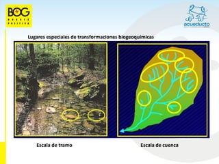 Lugares especiales de transformaciones biogeoquímicas




   Escala de tramo                             Escala de cuenca
 