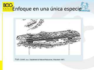 Enfoque en una única especie
 