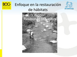 Enfoque en la restauración
       de hábitats
 