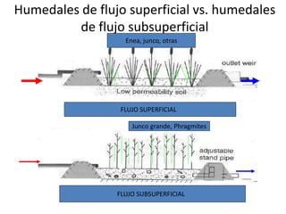 Humedales de flujo superficial vs. humedales
          de flujo subsuperficial
                   Enea, junco, otras




                  FLUJO SUPERFICIAL

                     Junco grande, Phragmites




                 FLUJO SUBSUPERFICIAL
 