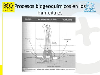 Procesos biogeoquímicos en los
          humedales
 