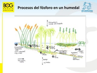 Procesos del fósforo en un humedal
 