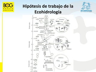 Hipótesis de trabajo de la
     Ecohidrología
 