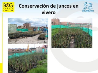 Conservación de juncos en
         vivero
 