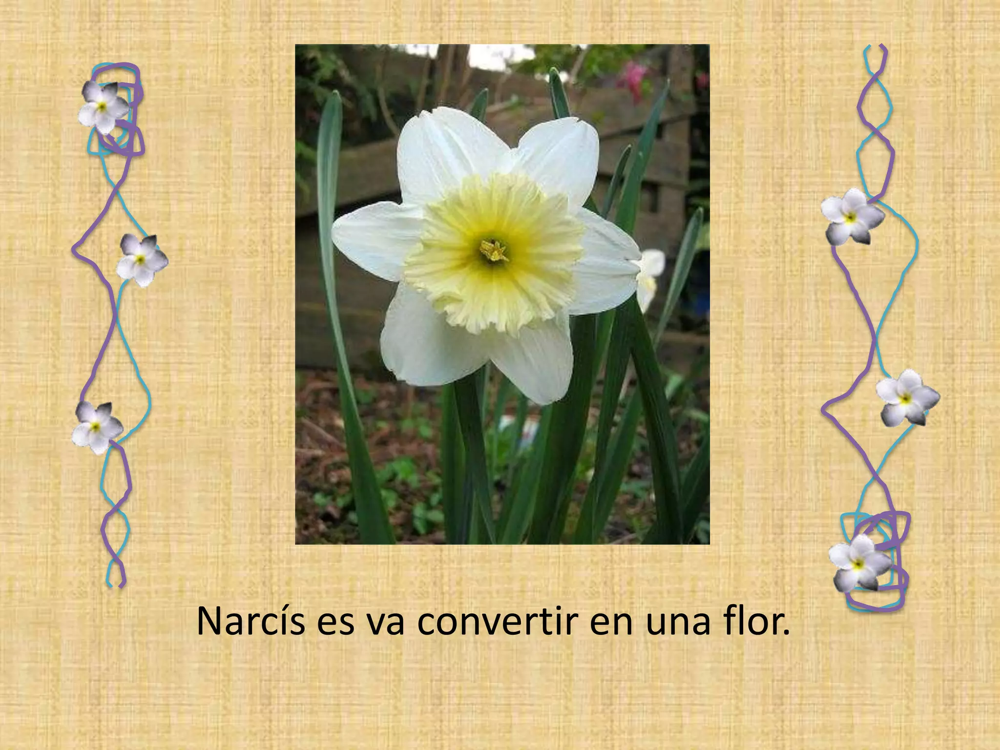 Narcís es va convertir en una flor. 