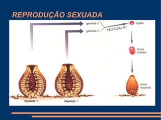 REPRODUÇÃO SEXUADA 