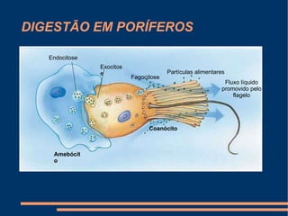 DIGESTÃO EM PORÍFEROS Amebócito Coanócito Partículas alimentares Fluxo líquido promovido pelo flagelo Fagocitose Exocitose Endocitose 