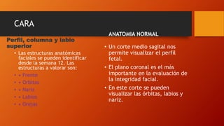 CARA
Perfil, columna y labio
superior
• Las estructuras anatómicas
faciales se pueden identificar
desde la semana 12. Las
estructuras a valorar son:
• • Frente
• • Orbitas
• • Nariz
• • Labios
• • Orejas
ANATOMIA NORMAL
• Un corte medio sagital nos
permite visualizar el perfil
fetal.
• El plano coronal es el más
importante en la evaluación de
la integridad facial.
• En este corte se pueden
visualizar las órbitas, labios y
nariz.
 