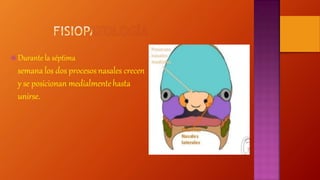 Durante la séptima
semana los dos procesosnasales crecen
y se posicionan medialmentehasta
unirse.
 